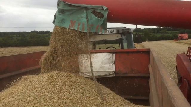 Massey Ferguson 400 vintage combine cutting barley смотреть онлайн