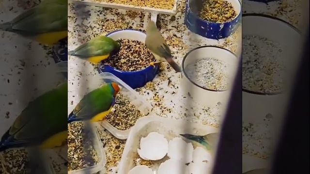 амадины гульда #амадины #ladygouldianfinch #ladygouldian #shorts смотреть онлайн