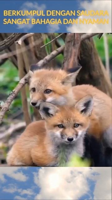 "Insights into the Intricate Lives of Foxes" смотреть онлайн