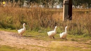 СБОРНИК Домашние животные для детей Как говорят животные Звуки животных