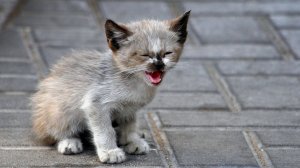 WATOP| Что Ест ДОМАШНЯЯ кошка, ЕСЛИ оказывается НА улице?