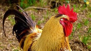 Синий трактор едем к нам и везёт домашних животных