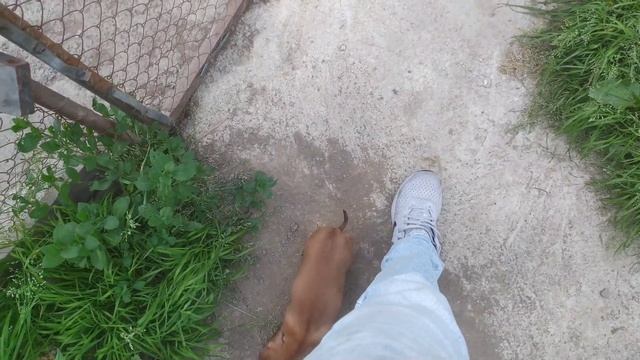 Лайки и таксы. Теперь в стае Ласка. У Люцика появилась подруга. смотреть онлайн