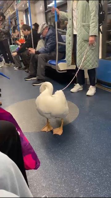 гусь в метро часть 2 смотреть онлайн