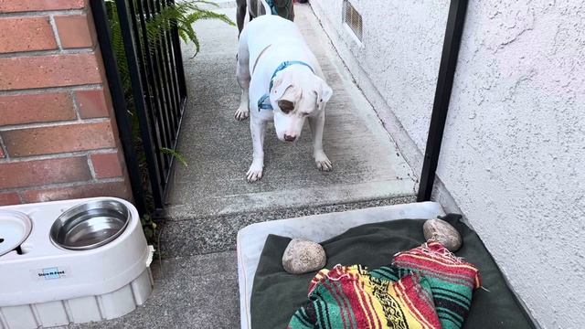 Pit bull vs Rock смотреть онлайн