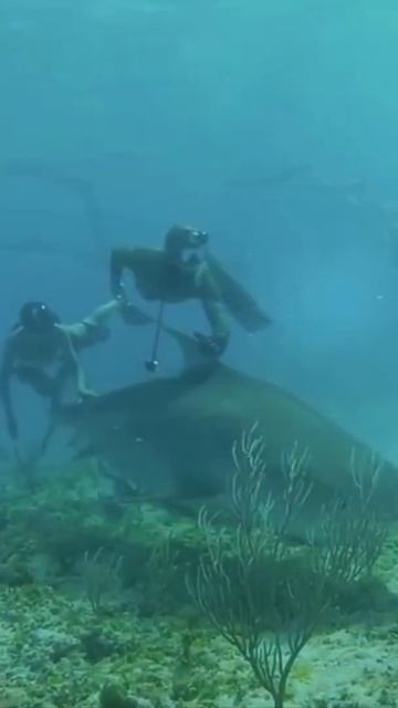 Diving with shark & pretty girl / Дайвинг с акулой и красивой девушкой/ #shorts смотреть онлайн