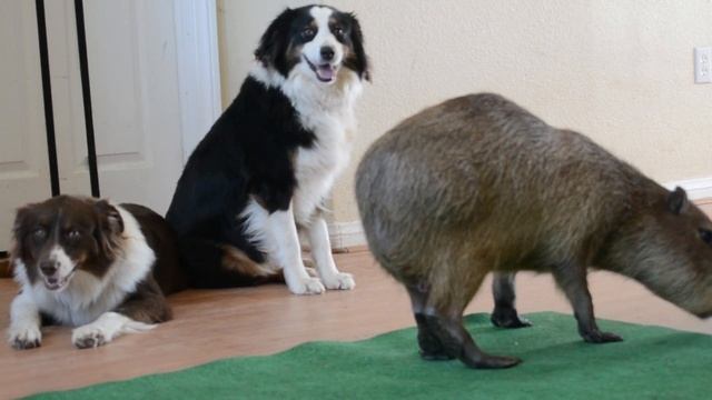 Capybara Dance Party смотреть онлайн