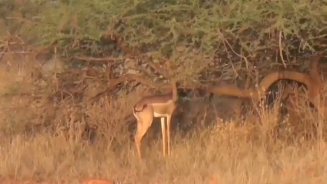 Геренук: а він хто такий? смотреть онлайн
