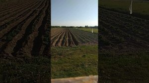 Мотоблоком МБ - 1 окучиваем картофель.