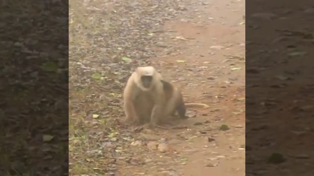 This Animal Killed Monkey ! Martens Attack Monkey ! Animal Video ! Wild Animals ! #Shorts смотреть онлайн