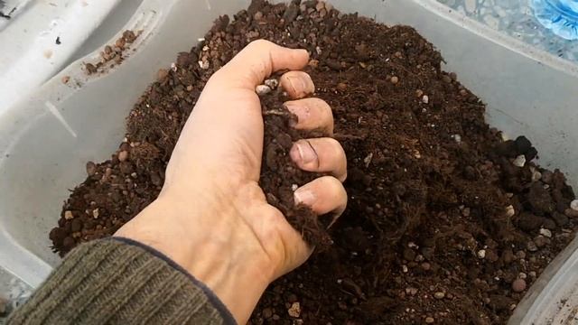 Euphorbia trigona ÇELİKTEN ÇOĞALTMA (Ayırma Yöntemi İle Kaktüs Çoğaltma)(Kaktüs köklendirme) смотреть онлайн