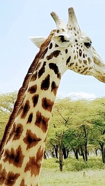 African Safari 4K - Scenic Wildlife Film With African Music смотреть онлайн