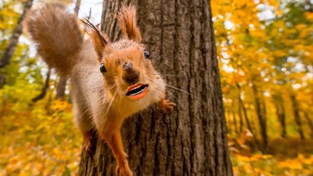 Markis. Скидки смотреть онлайн