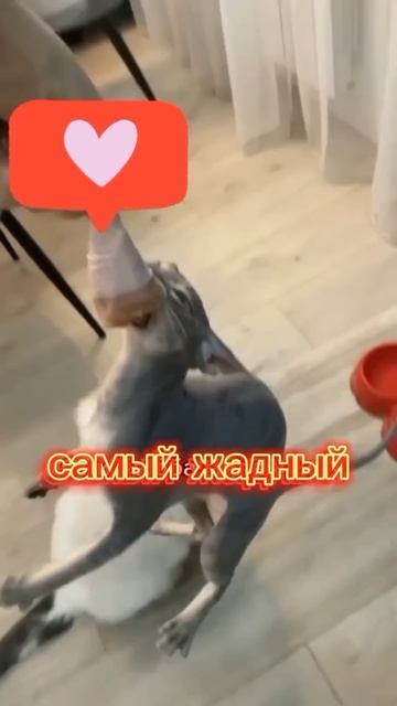 Удивительные животные !!!! смотреть онлайн