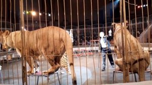 ИМПЕРИЯ ЛЬВИЦ - ЦИРК с первого ряда//ЛЬВИЦЫ и ТИГРЫ//часть 3