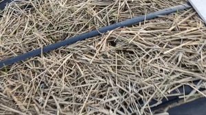 Результат мульчирования соломой малины получилась хрень