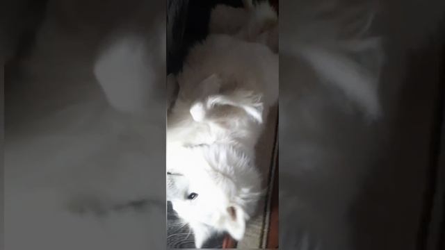 Самоед Дая отдыхает смотреть онлайн