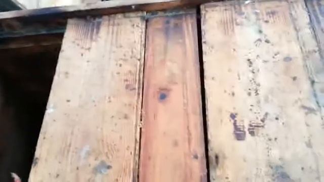 мурахи на вулику, пересадка у нуклеуси сімей 04 08 13 смотреть онлайн