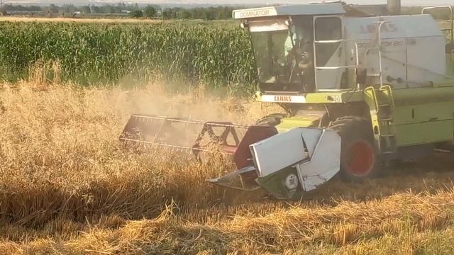 Claas Kombayn Dominator 130 Bug‘doy O‘rish. Claas Combine Harvester Dominator 130