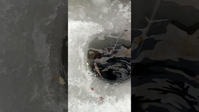 Без труда, не выловить Рыбу из пруда!!! смотреть онлайн