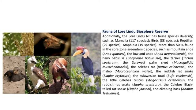 Potensi Cagar Biosfer Lore Lindu (Subtitle English) смотреть онлайн