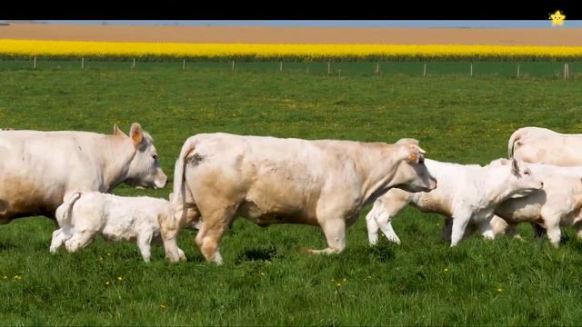 Весёлая корова Мычание коровы Му-му мычит корова смотреть онлайн