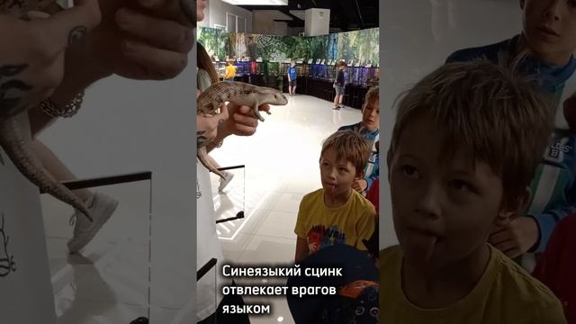 Пилигримы в гостях у пауков смотреть онлайн
