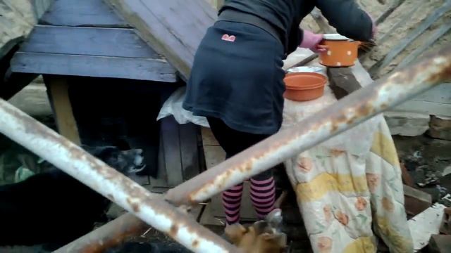 Животные ищут дом смотреть онлайн