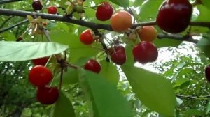 Бег времени. Сергей Чекалин