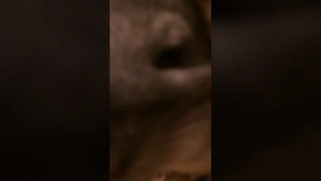 Моя шиншилла Шуня смотреть онлайн