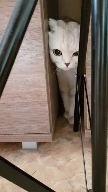 Доброе утро! Кот Феликс чуть-чуть не застрял😊/Good morning! Felix the cat almost got stuck смотреть онлайн