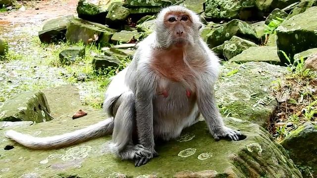 Tima Pregnant Monkey's Waiting For Newborn, She Can't Wait To See Her Newborn Coming