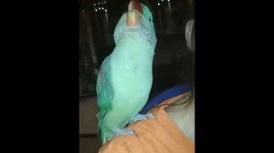 Александрийский попугай