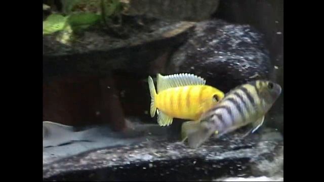 Malawi 2 males lombardoi смотреть онлайн