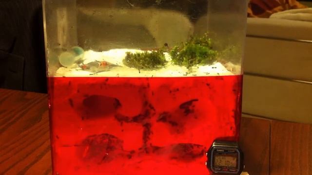 Crematogaster Scutellaris (2) смотреть онлайн