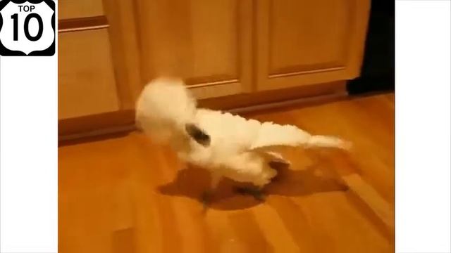 ТОП 10 СМЕШНЫЕ ЖИВОТНЫЕ май 2014 16 МИНУТ!!! ЛУЧШИЕ ПРИКОЛЫ с ЖИВОТНЫМИ 2014 смотреть онлайн