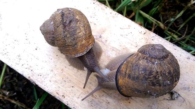 Helix Aspersa Maxima Copulation/mating