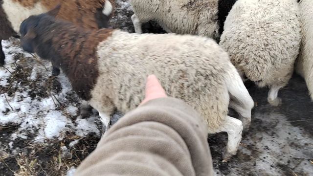 КФХ КУВАНДИКОВ 🤝🤝🤝🤝🤝🤝🤝