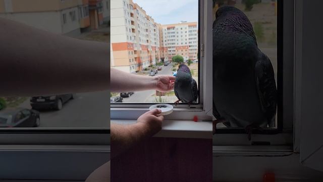 2023.06.22 голуби прилетели и просят семечки смотреть онлайн
