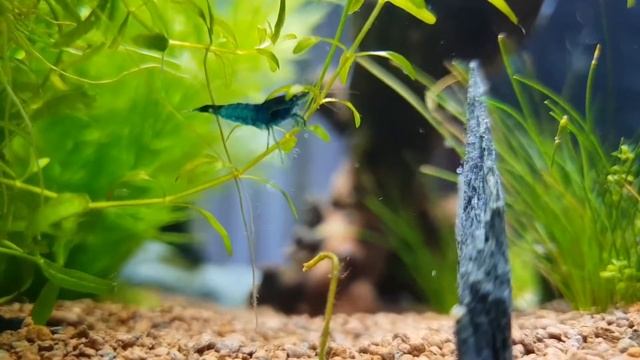 Askoll Pure M - Crevetted Neocaridina Davidi blue смотреть онлайн