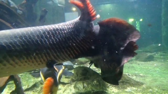 Arapaima gigas - (Schinz, 1822) - Arapaima, paiche, pirarucu - Aquarium Porte Dorée - 30/11/2015 смотреть онлайн