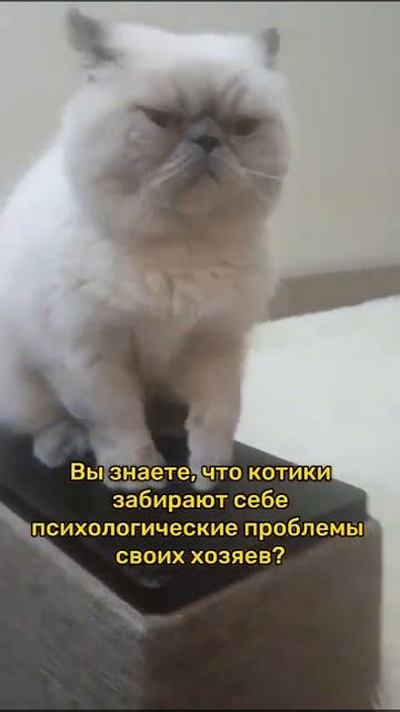 У вас есть такой психолог? смотреть онлайн