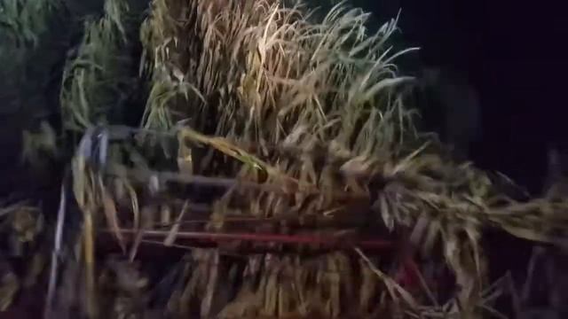 Нива СК 5 Молотим кукурудзу вночі смотреть онлайн