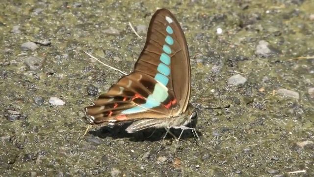 青帶鳳蝶（Graphium sarpedon） смотреть онлайн