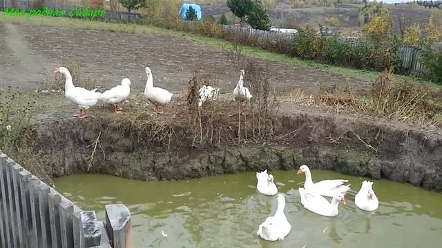 Линдочка не выдержала и поругалась с холмогориком в хлам! А гусак Гошка стоял и наблюдал за ними. смотреть онлайн
