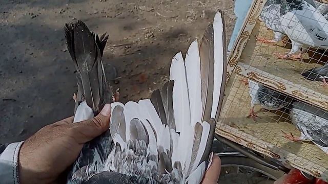 Slaty female Kamal ki lari ada kabootar mandi Lahore lariadde kabootar market/// yousaf pigeon club смотреть онлайн