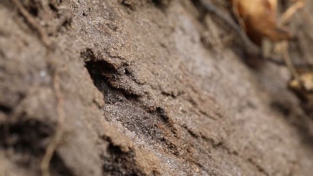 Grote bladsnijder Megachile willughbiella (De Plateaux 14 sep 2021) смотреть онлайн