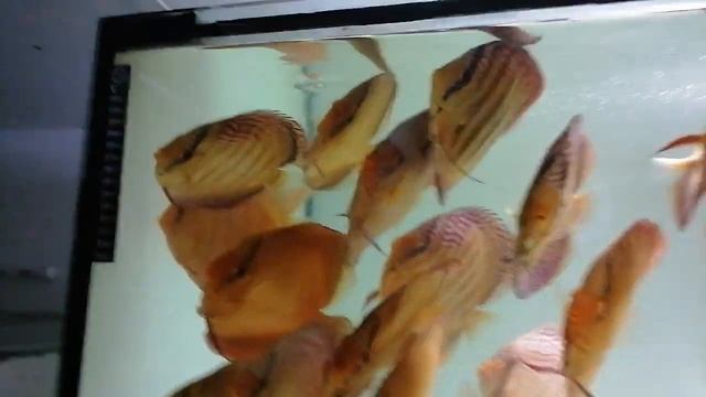Feeding time . Discus fish.Сушка для дискусов . смотреть онлайн