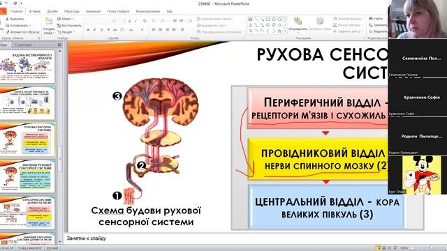 Сенсорні системи,болю,руху,температури,тиску,дотику смотреть онлайн
