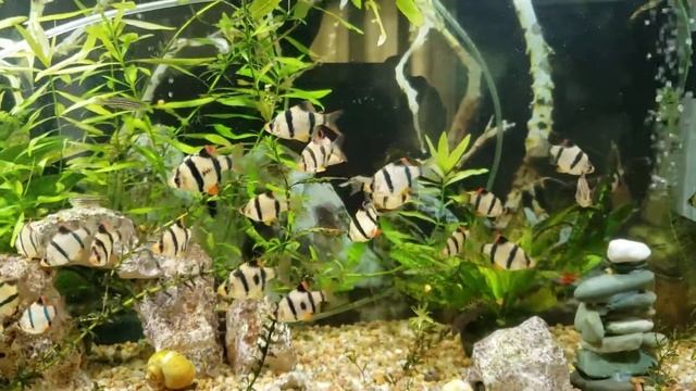 30 Gallon Tiger Barbs & Rainbow Shark смотреть онлайн